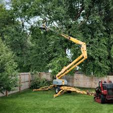 Best Tree Removal  in Salisbury, MO