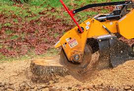 Best Tree Mulching  in Salisbury, MO