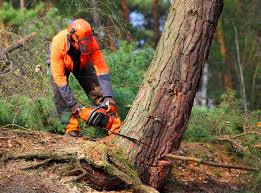 Best Stump Grinding and Removal  in Salisbury, MO