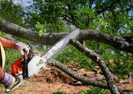 Best Tree Risk Assessment  in Salisbury, MO