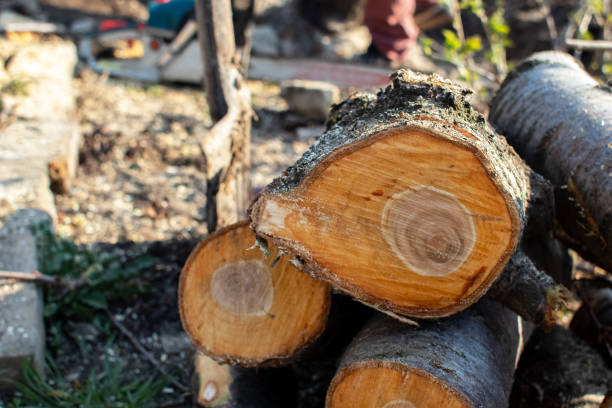 Best Fruit Tree Pruning  in Salisbury, MO