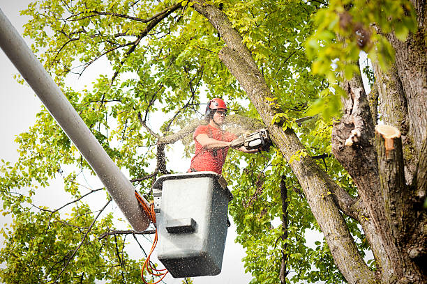 Best Emergency Tree Removal  in Salisbury, MO