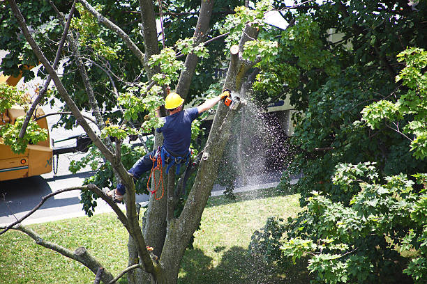 Best Tree and Shrub Care  in Salisbury, MO