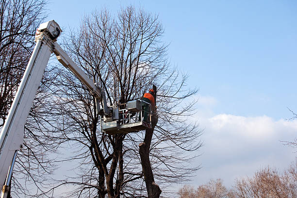 Best Tree Preservation Services  in Salisbury, MO