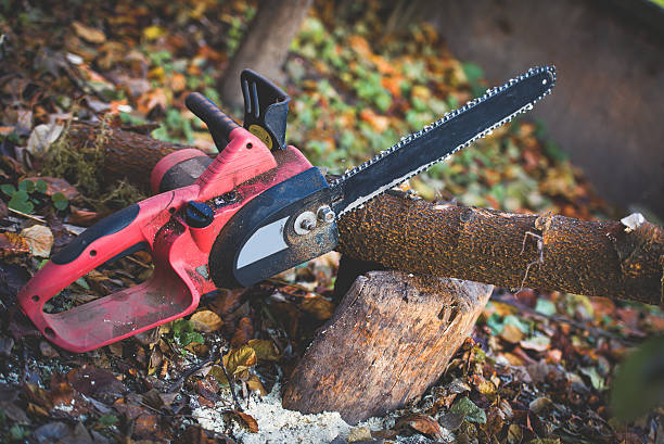 Best Storm Damage Tree Cleanup  in Salisbury, MO